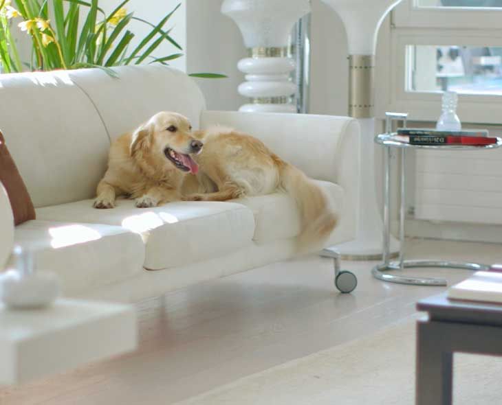 So schützen sie ihr mobiliar vor haustieren