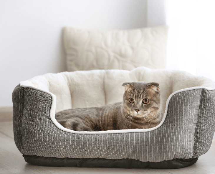 Haustiere und Reinigung: Wie desinfiziere ich das Katzenkörbchen?