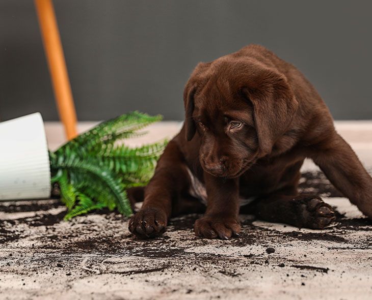 So wird Ihr Zuhause hygienisch rein